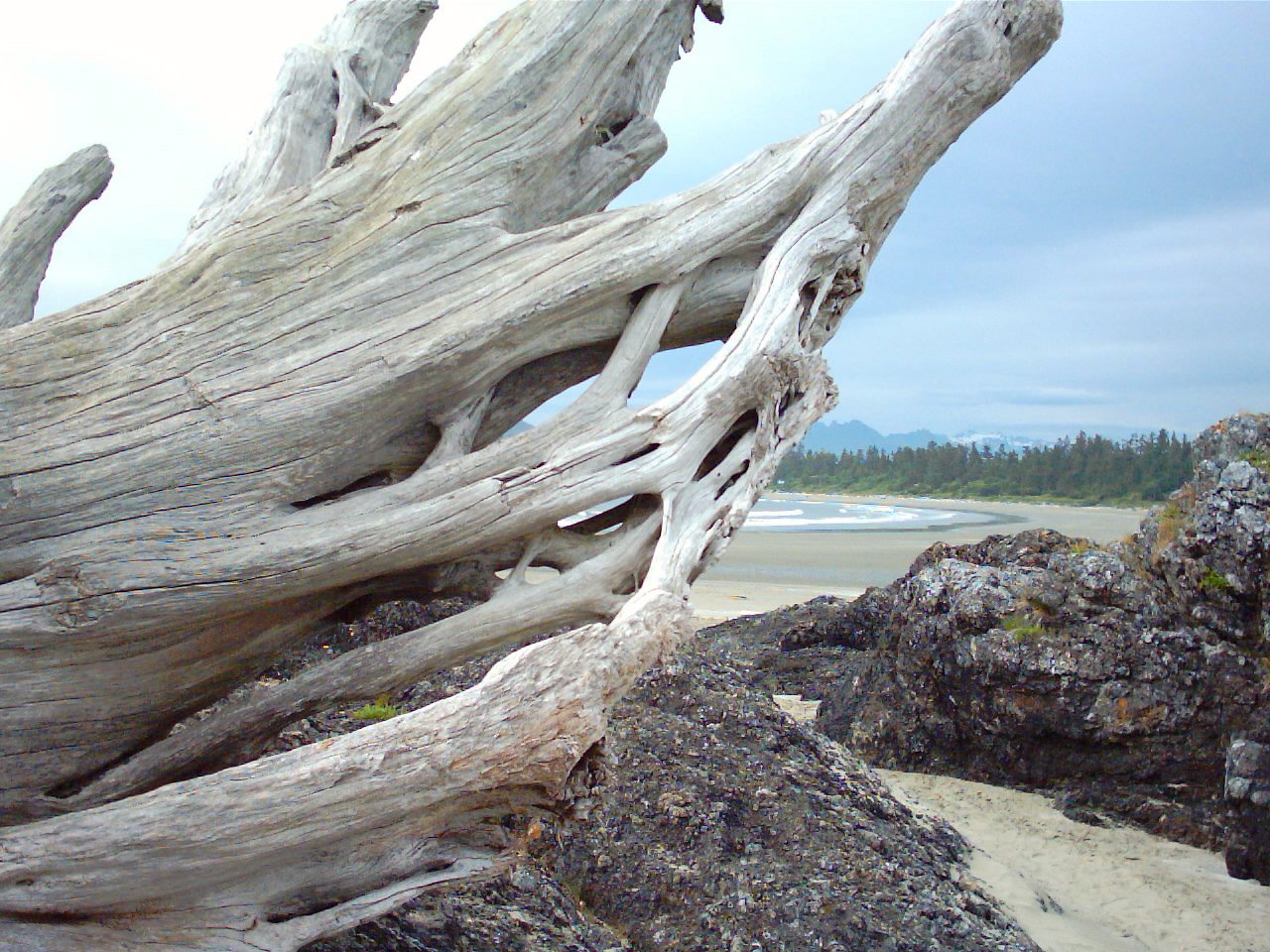 the sand under the driftwood has been very low to reach the shore