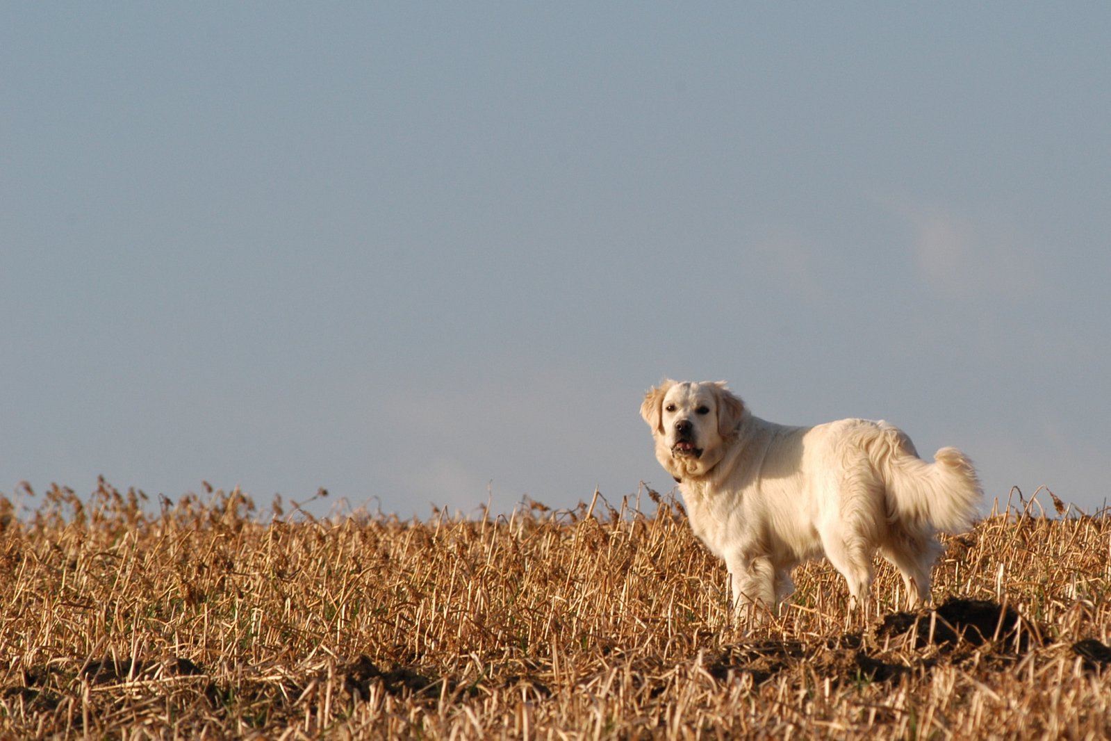 a white dog is standing in the tall grass