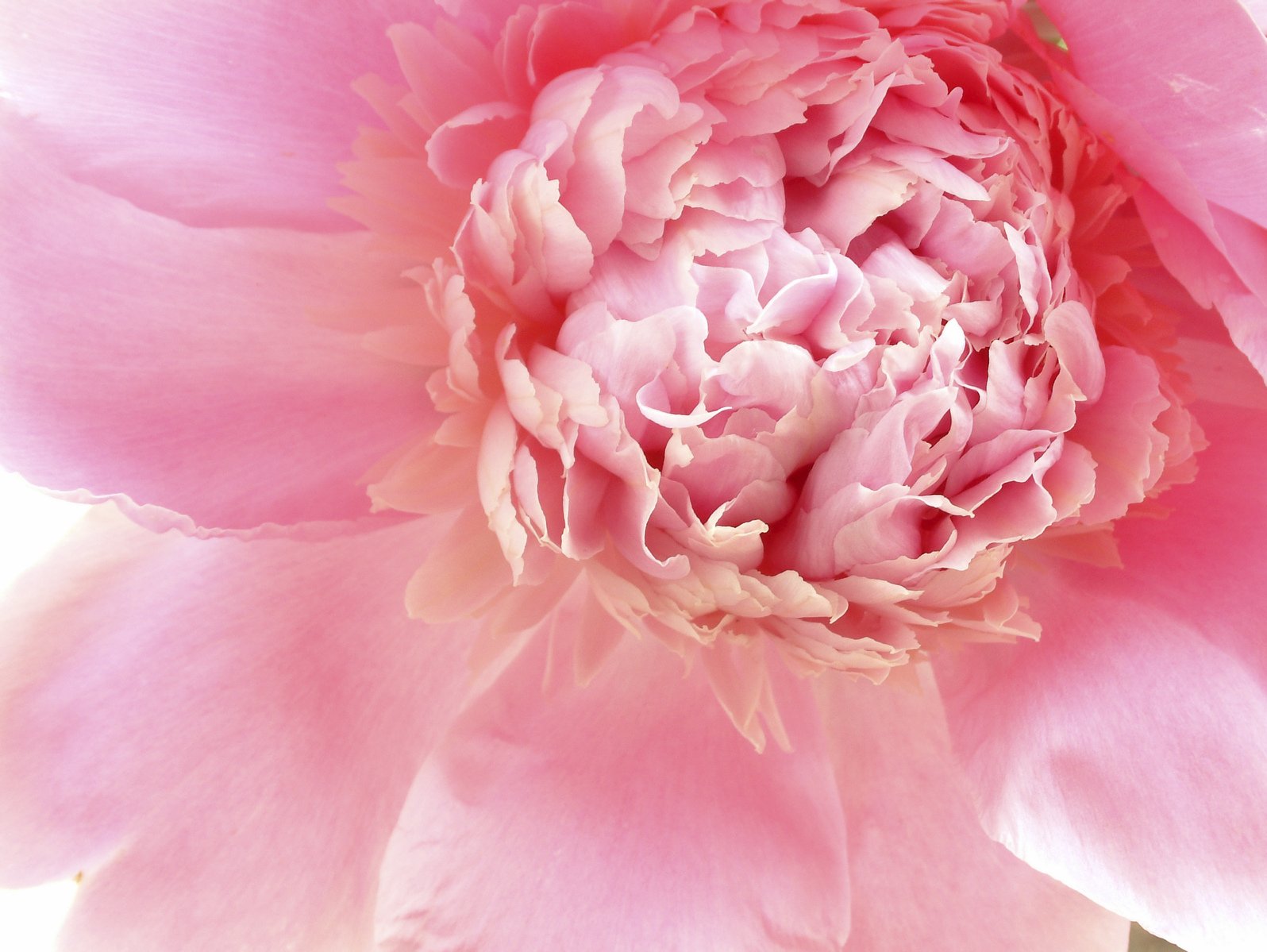 close up po of a pale pink peony