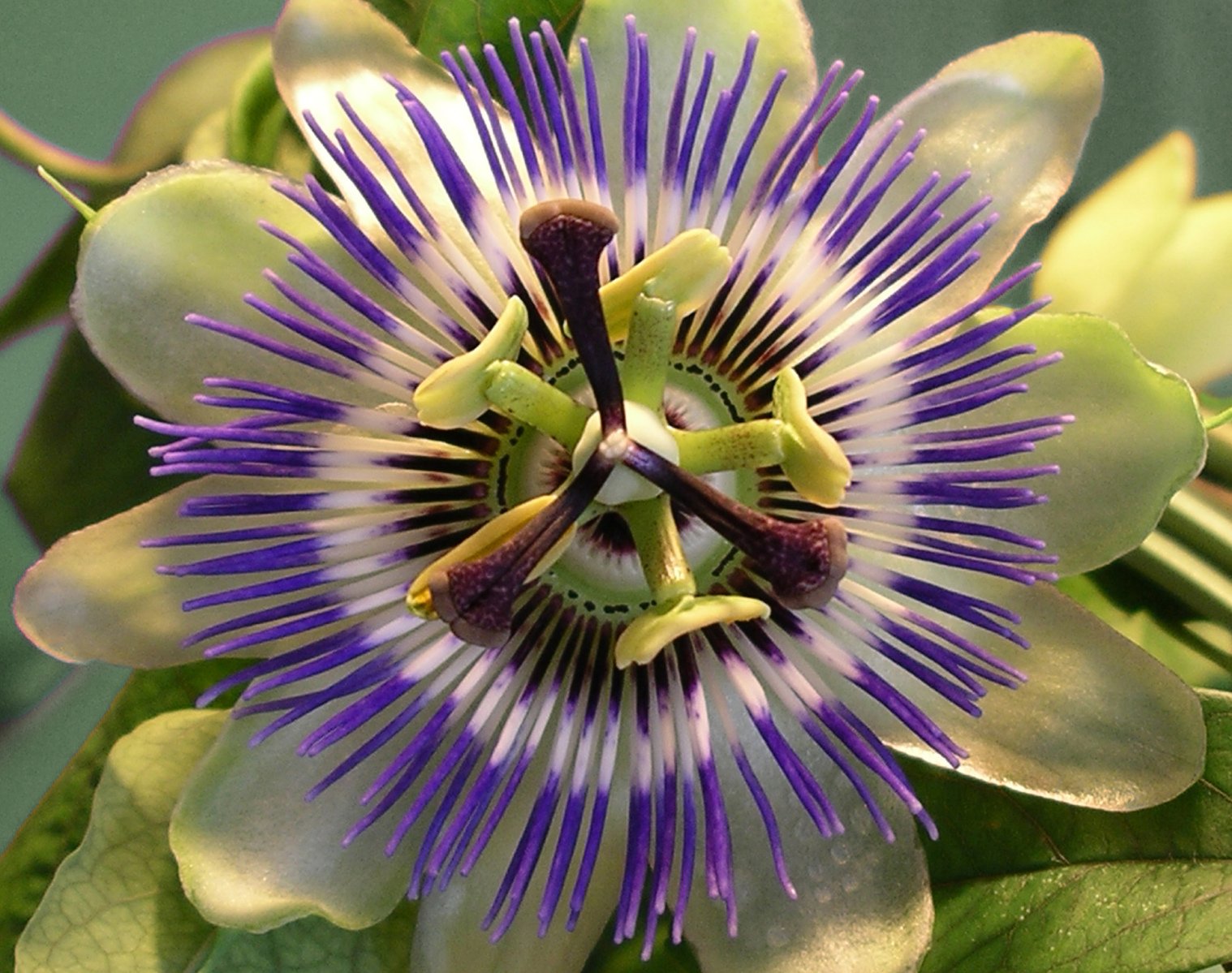 an image of a purple and white flower with green leaves