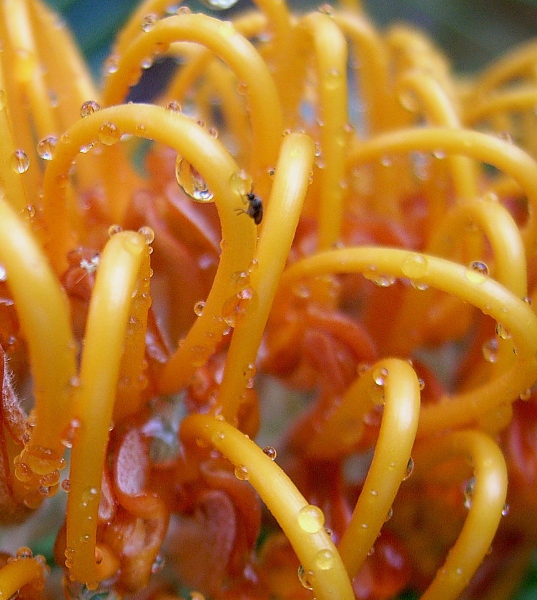 the large orange food is covered with little drops of dew