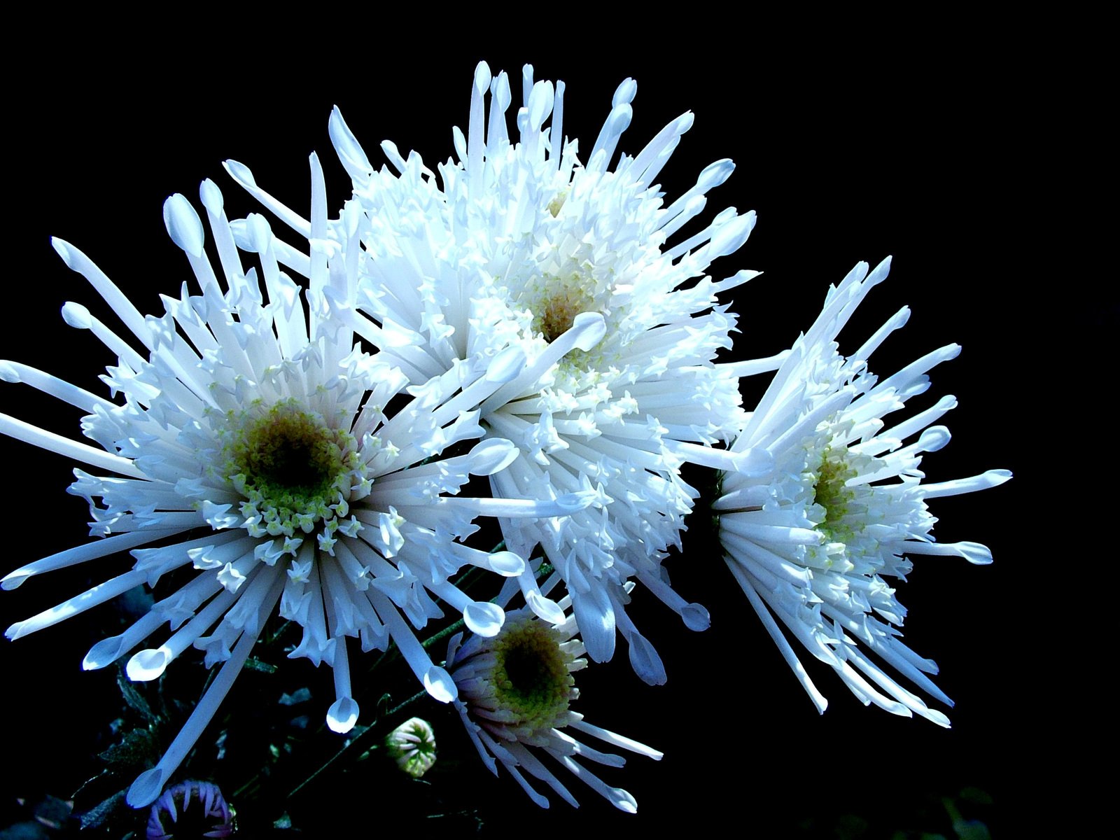 the pograph was taken while it shows white flowers