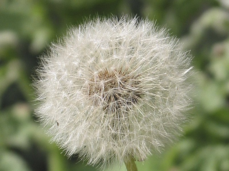 a dandelion with white flowers in a field