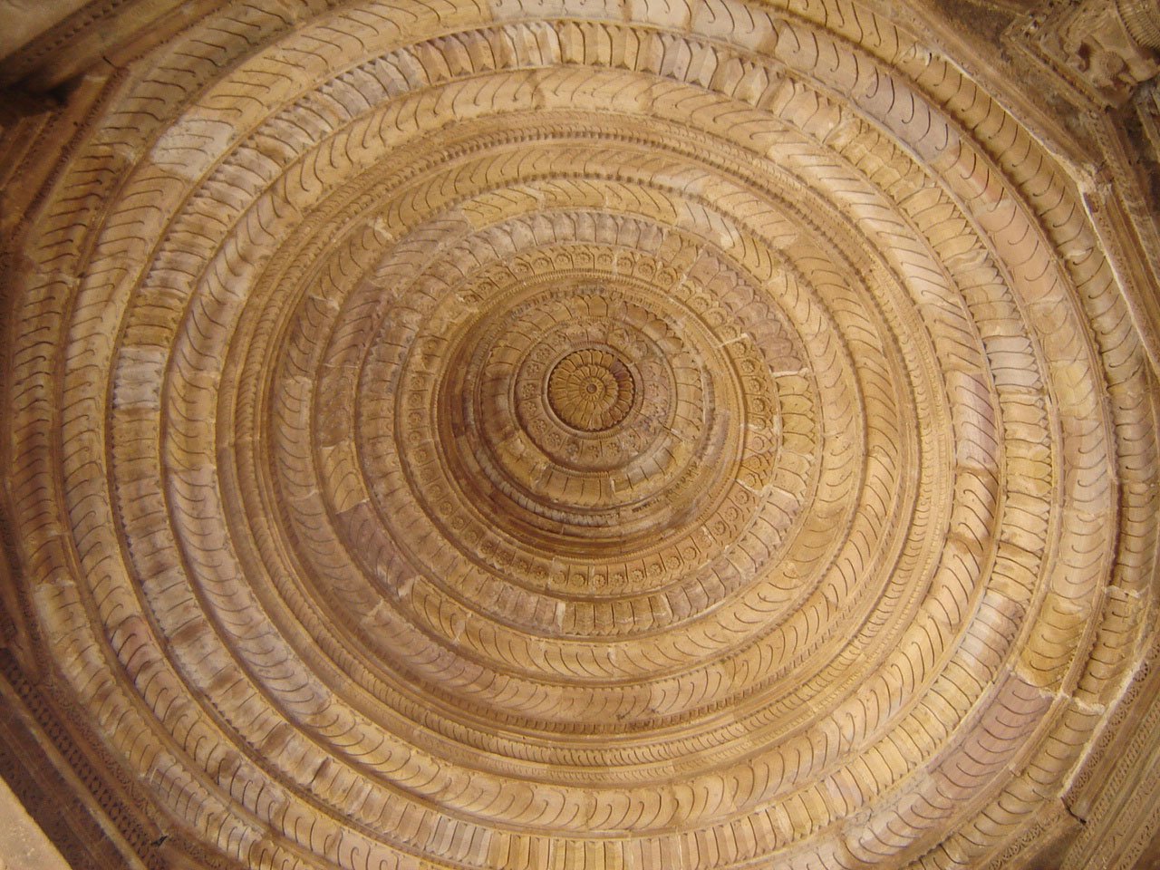 a close up s of the inside of a tree