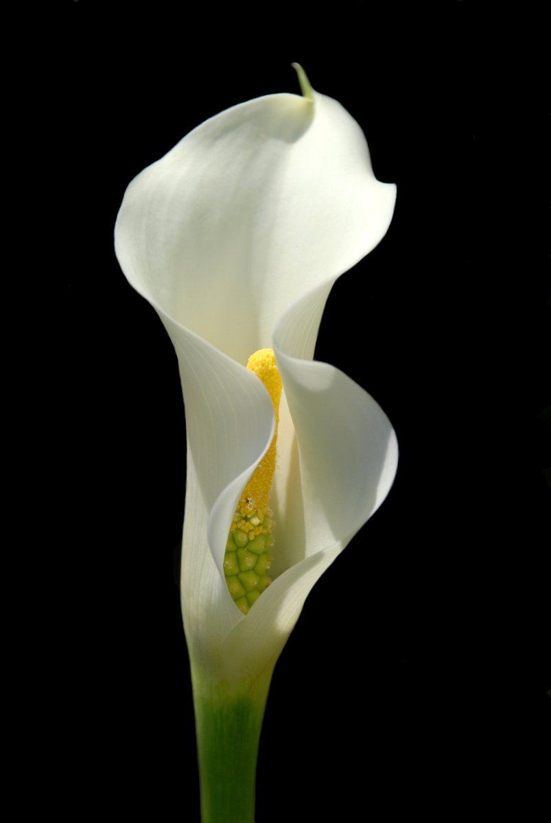 close up view of flower with black background