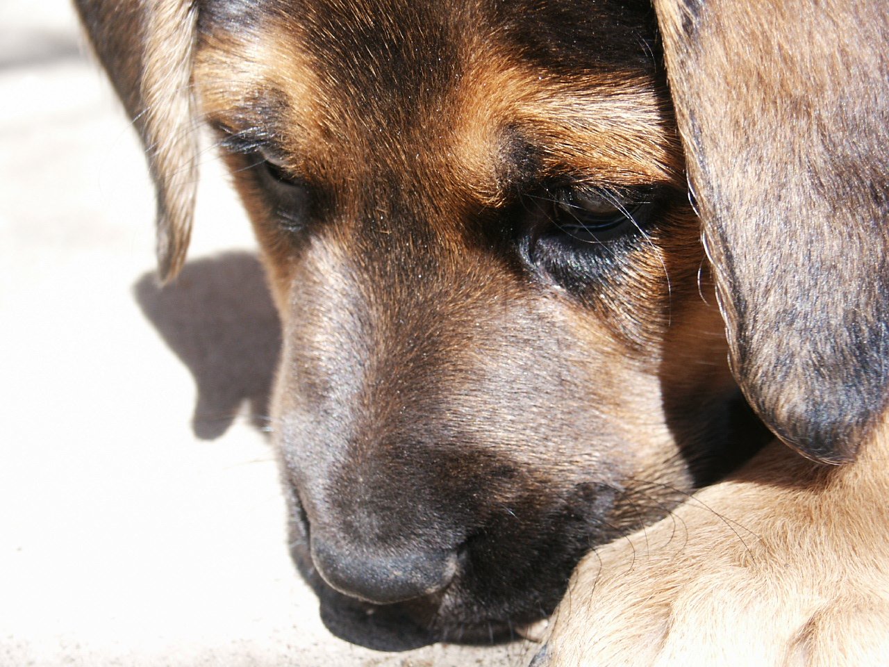 a close up view of a dog laying down