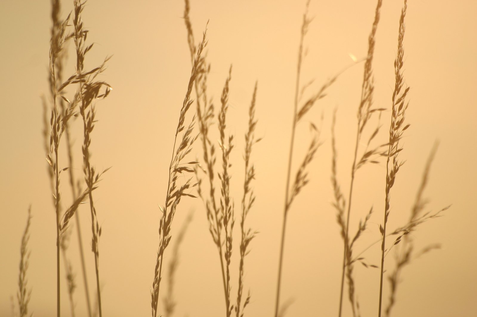 a grassy area at sunrise with the sun shining on them