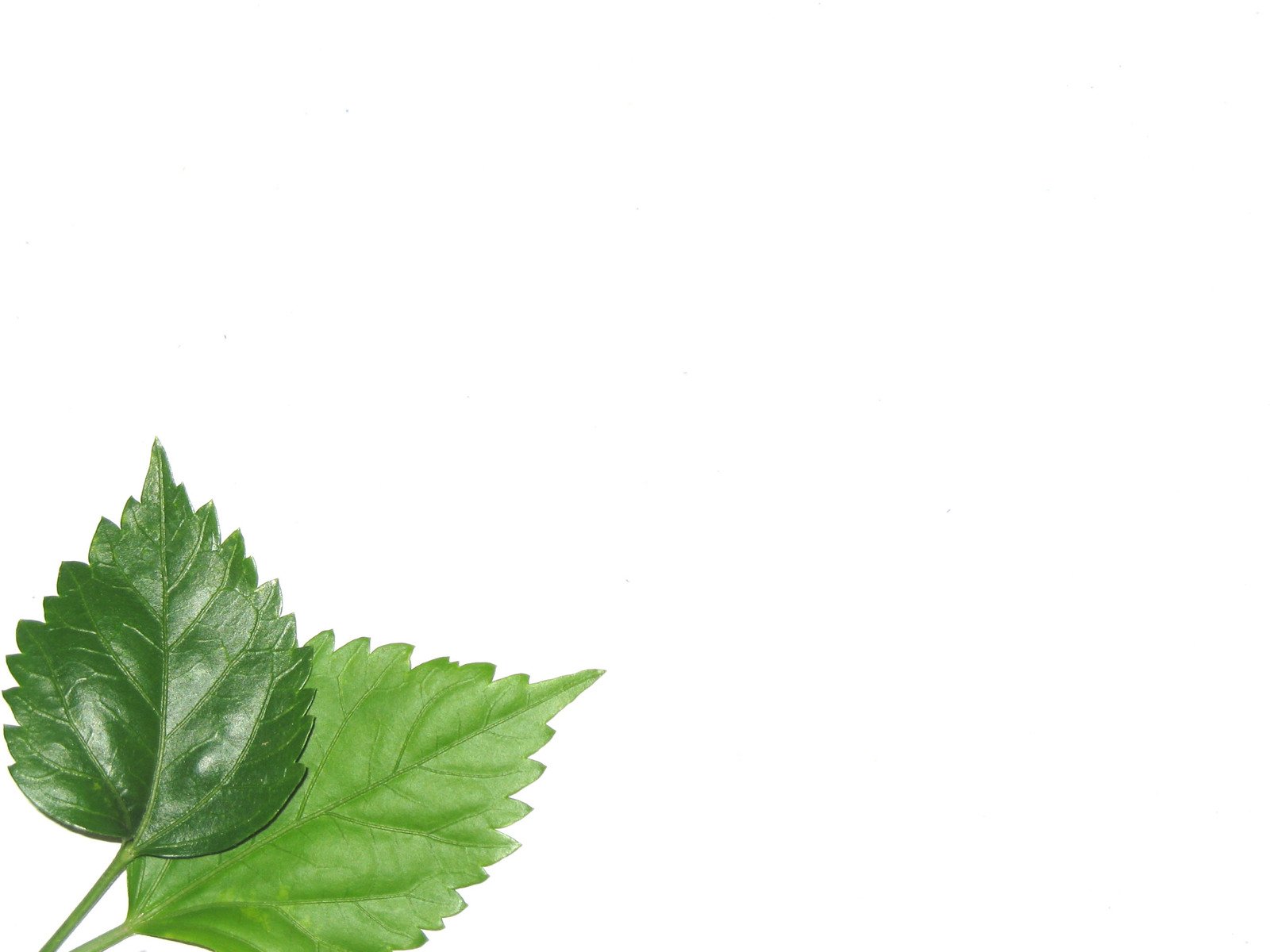 green leaves with some thin white paper