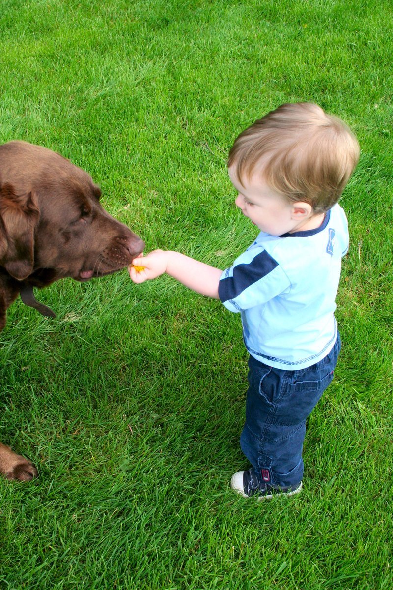 a small child reaches for a donut in front of a dog