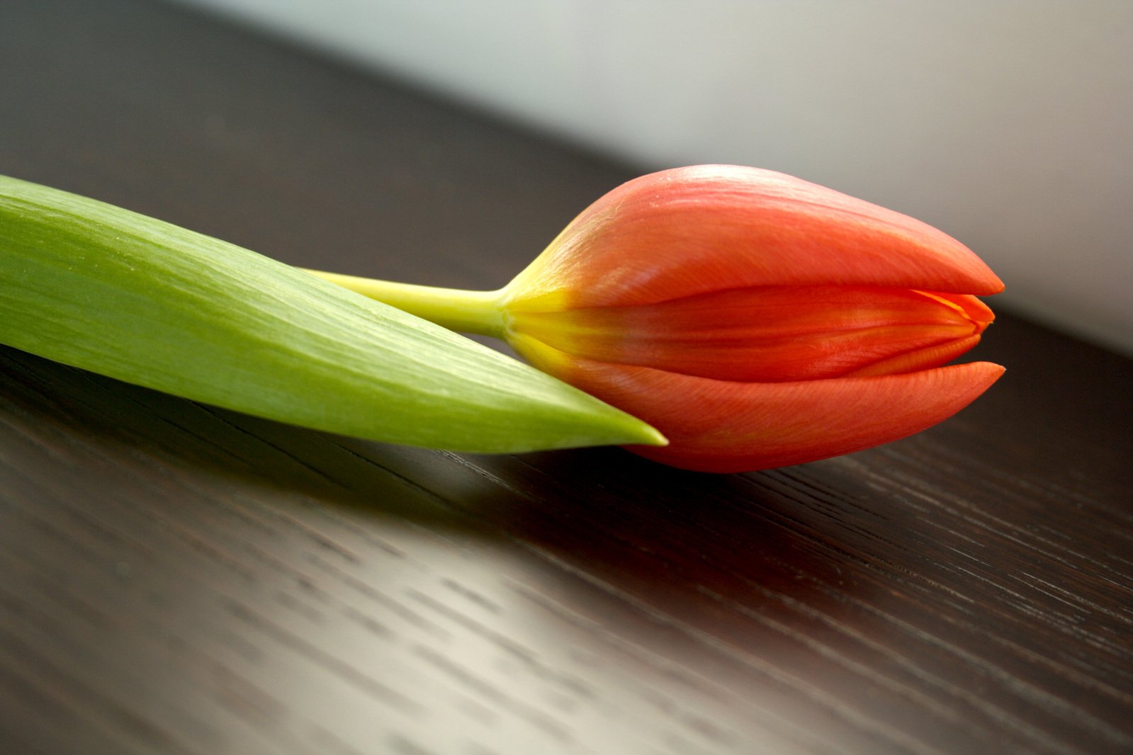 a flower that is on a table that is growing