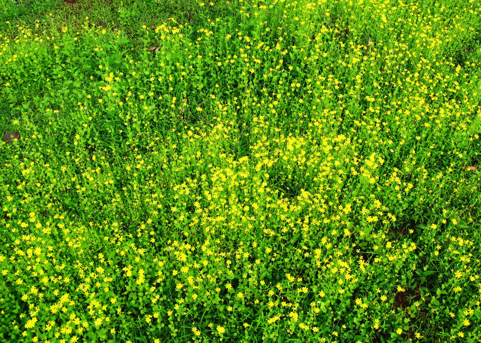 an over head view of the beautiful yellow flowers