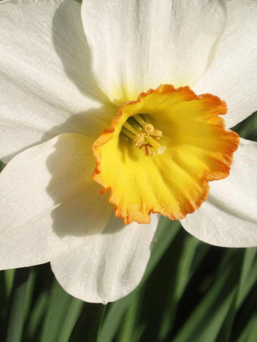 a yellow and white flower with a white and orange stamen