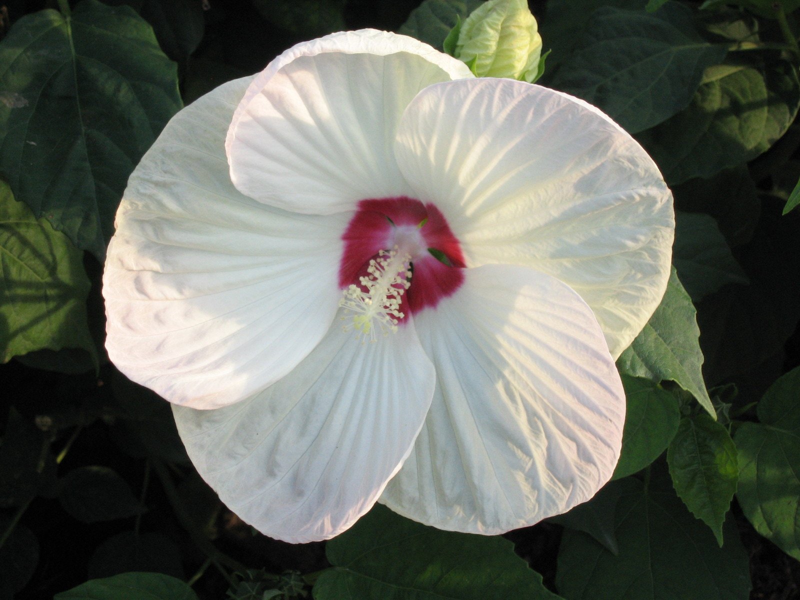 a white flower that has a red center