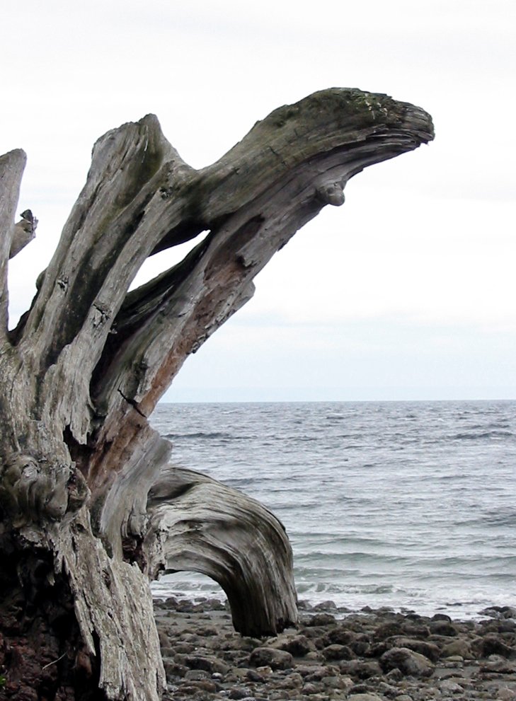 some logs and the ocean water with a white sky