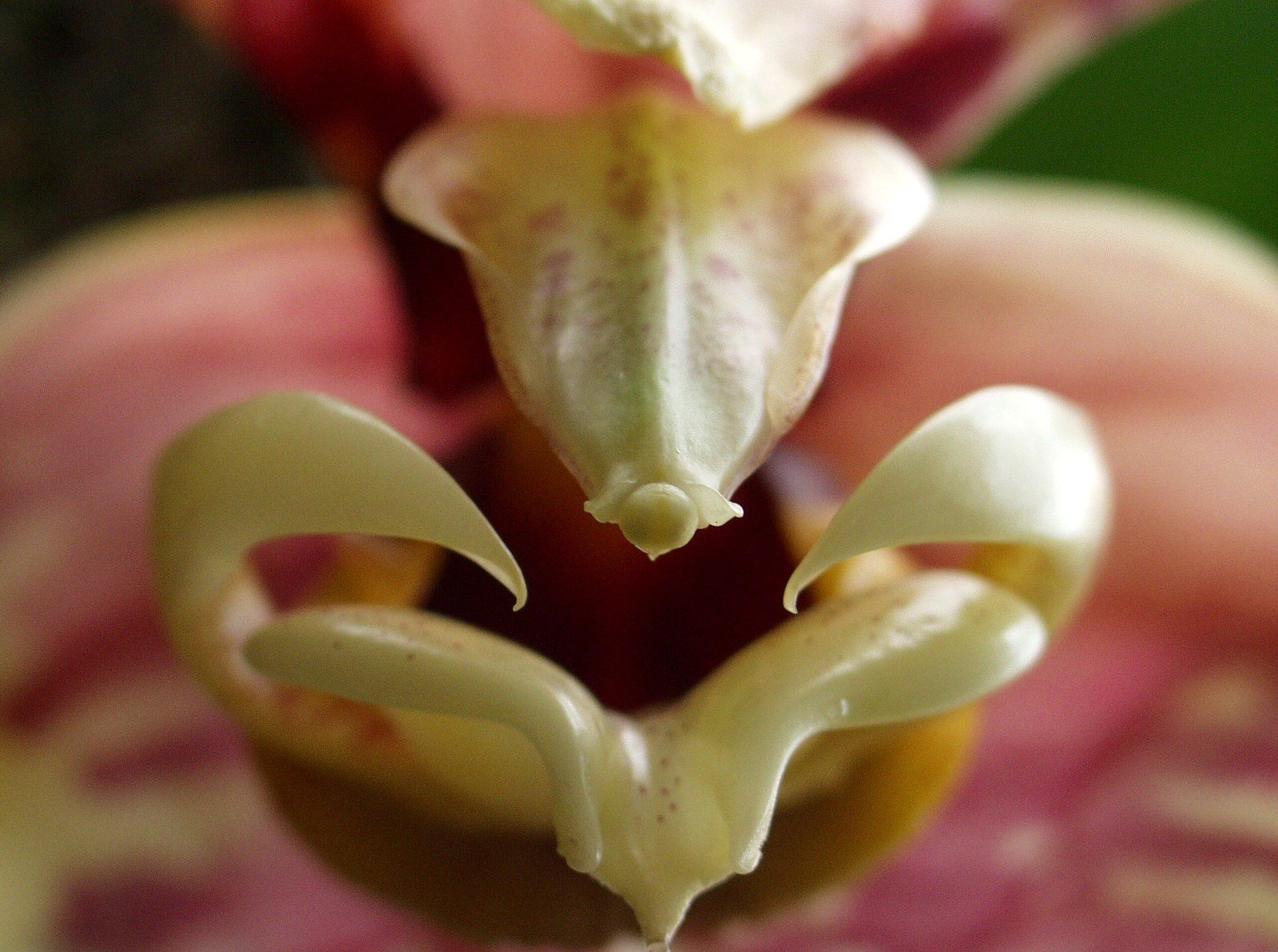 a close - up po of the inside of a flower