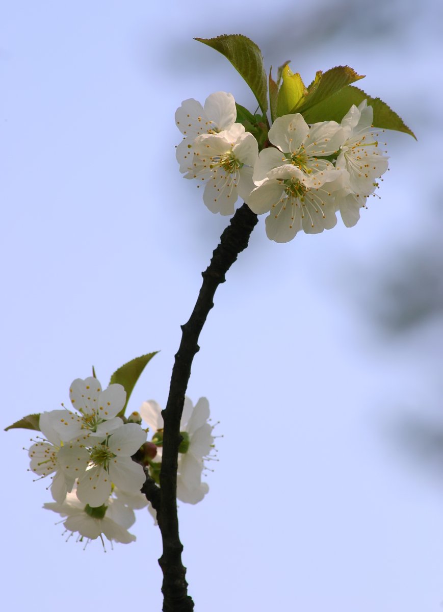 a tree with many white flowers in front of a blue sky