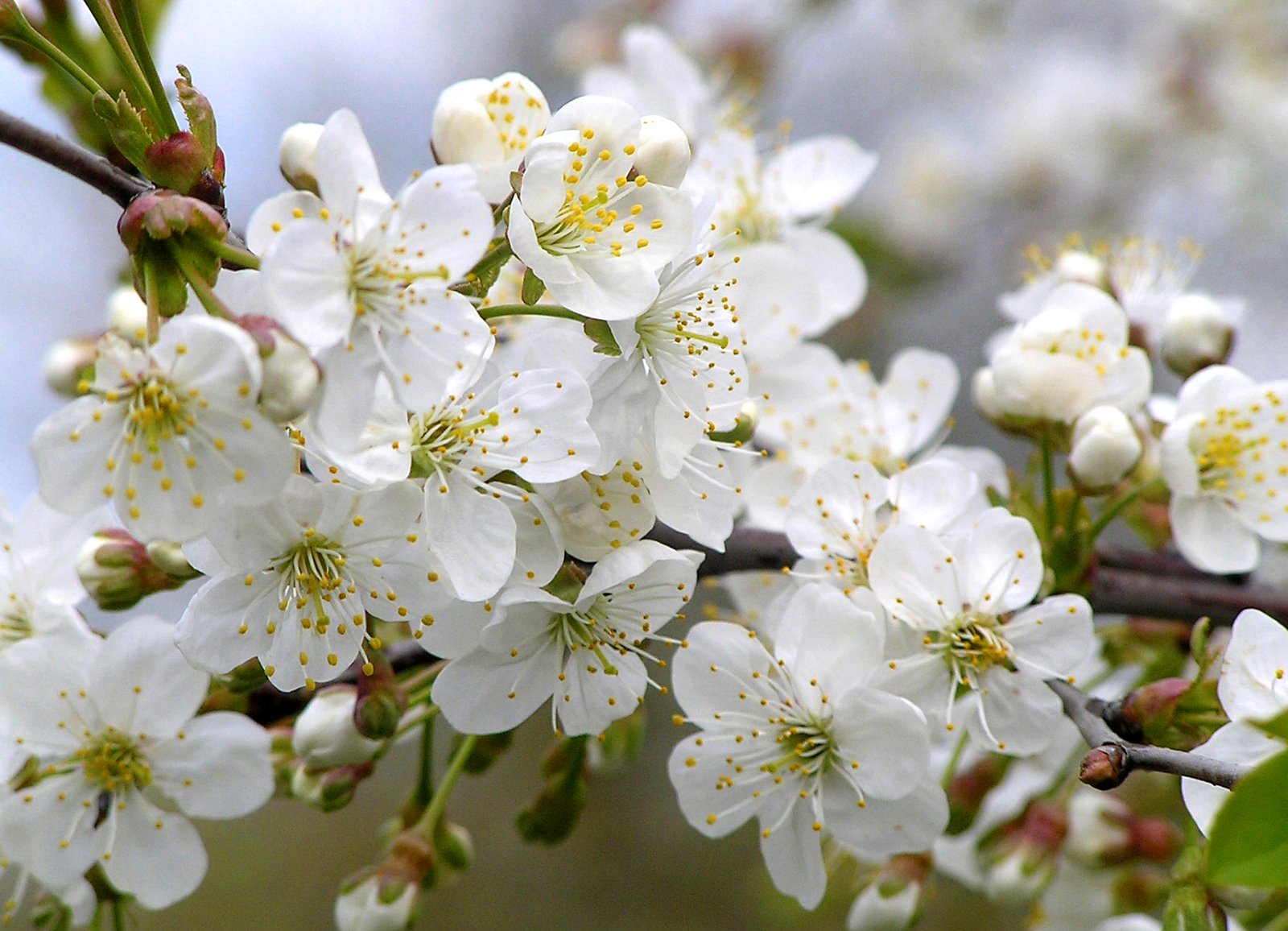 flowers are beginning to bloom on the nches