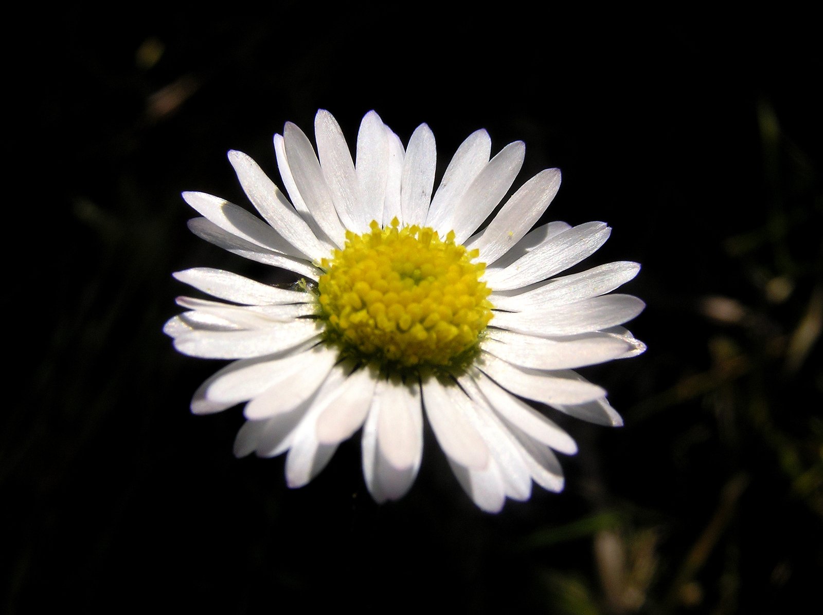 a white daisy flower with green center on dark background