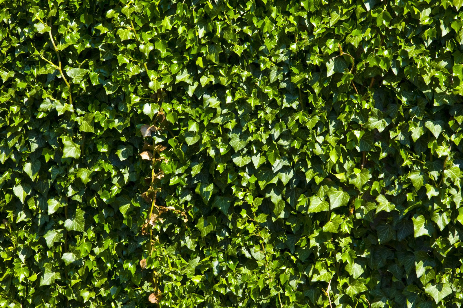 a brick wall covered in ivy