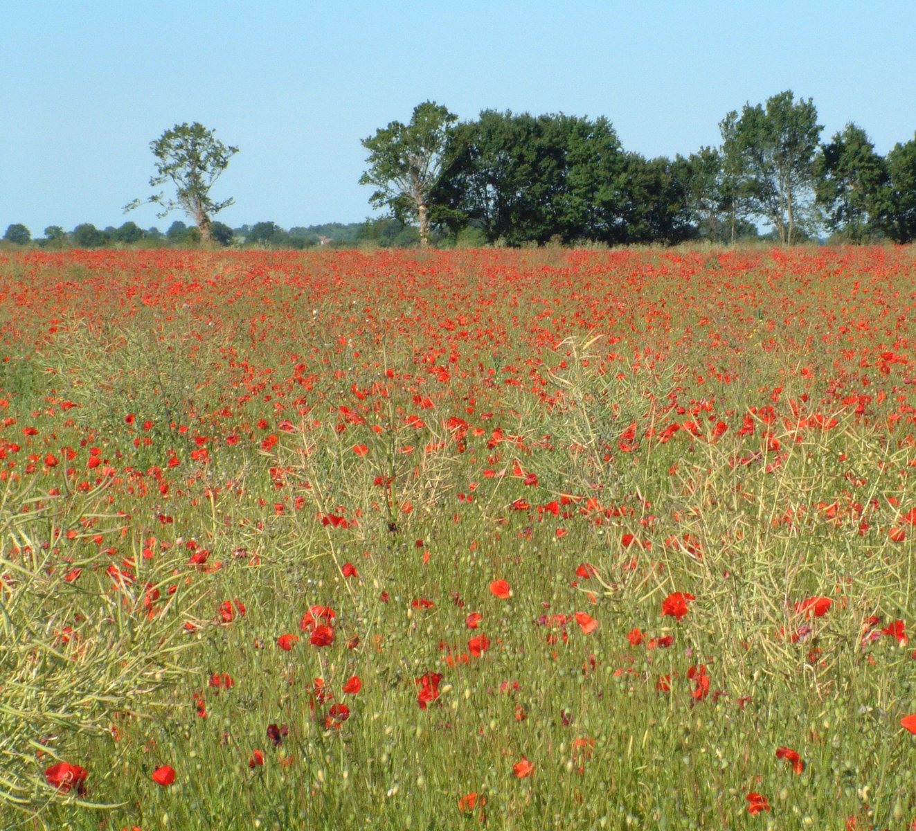 a field full of red flowers and trees