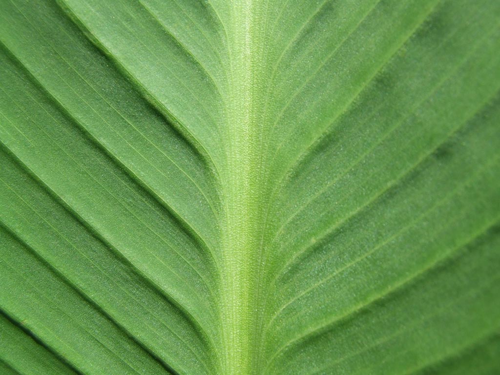 close up pograph of green leaf in the sunlight