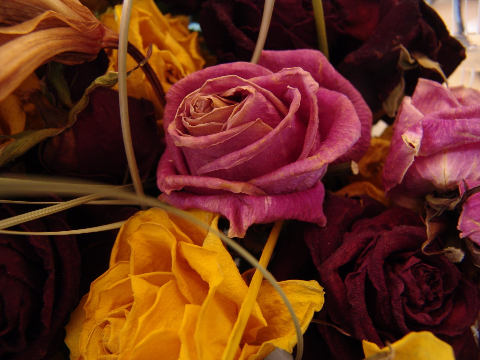 an arrangement of flower petals, such as pink, yellow and red, sits close to the camera