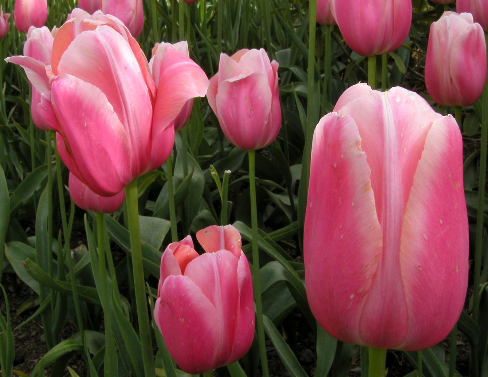 a field of pink tulips with water droplets