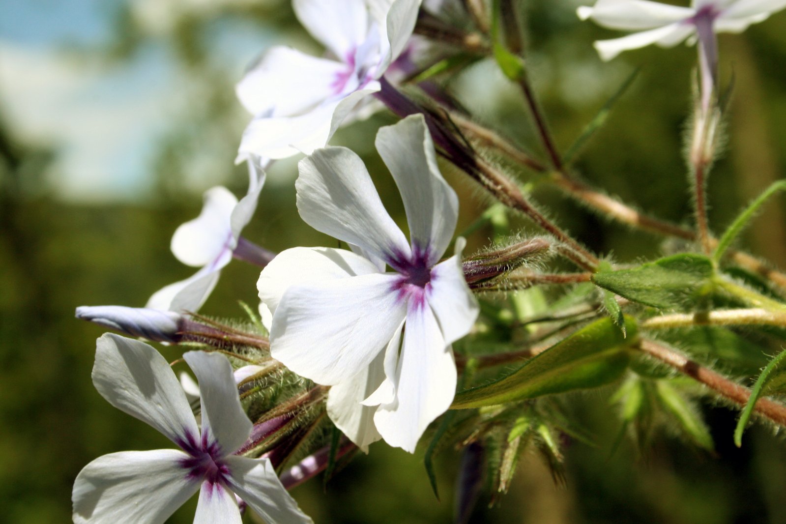 there is many white and purple flowers on this plant