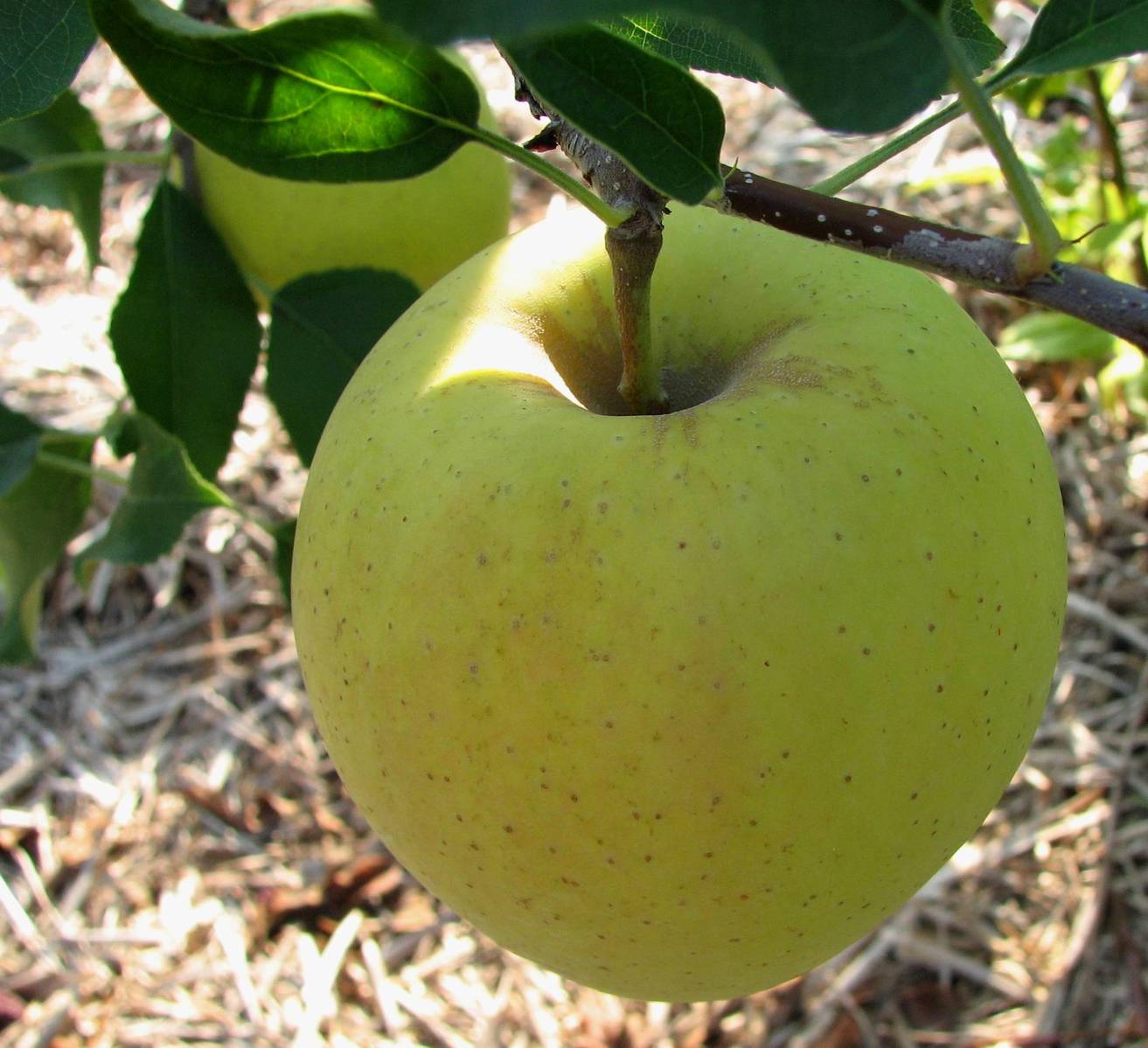 an apple hanging from a tree in the grass