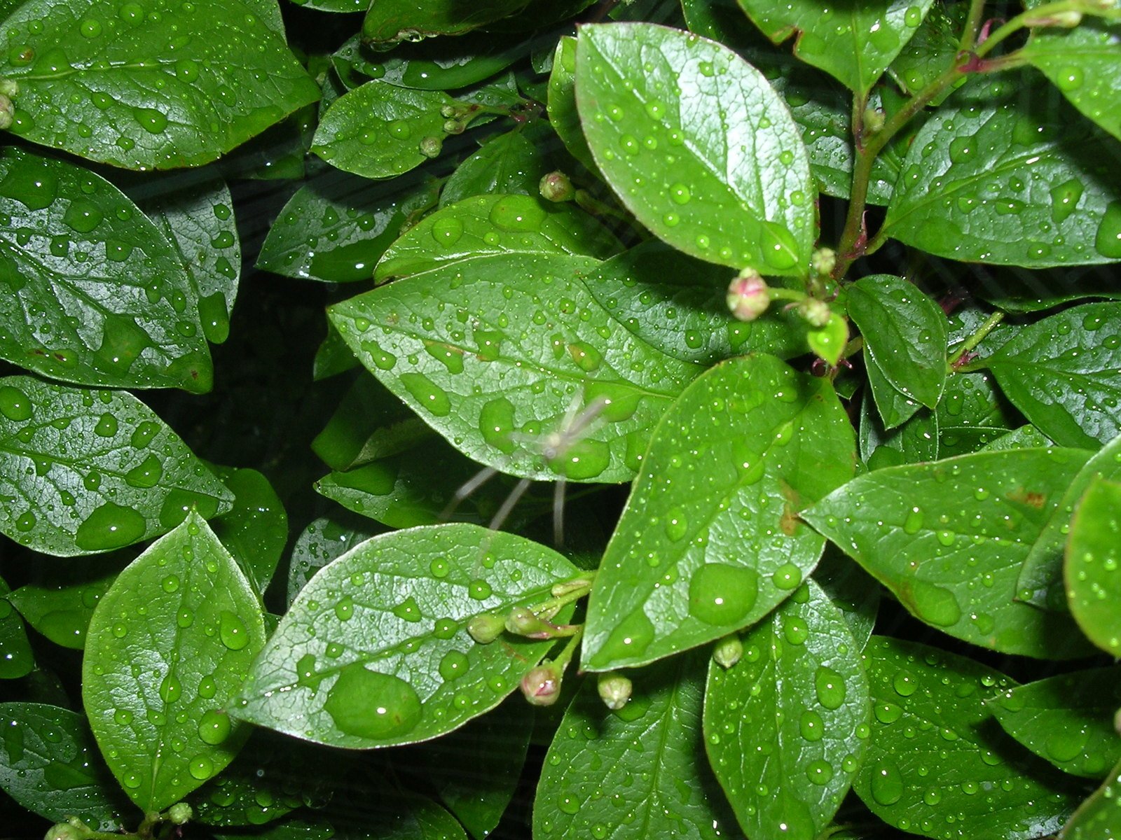 some leaves are covered with water drops from the sun