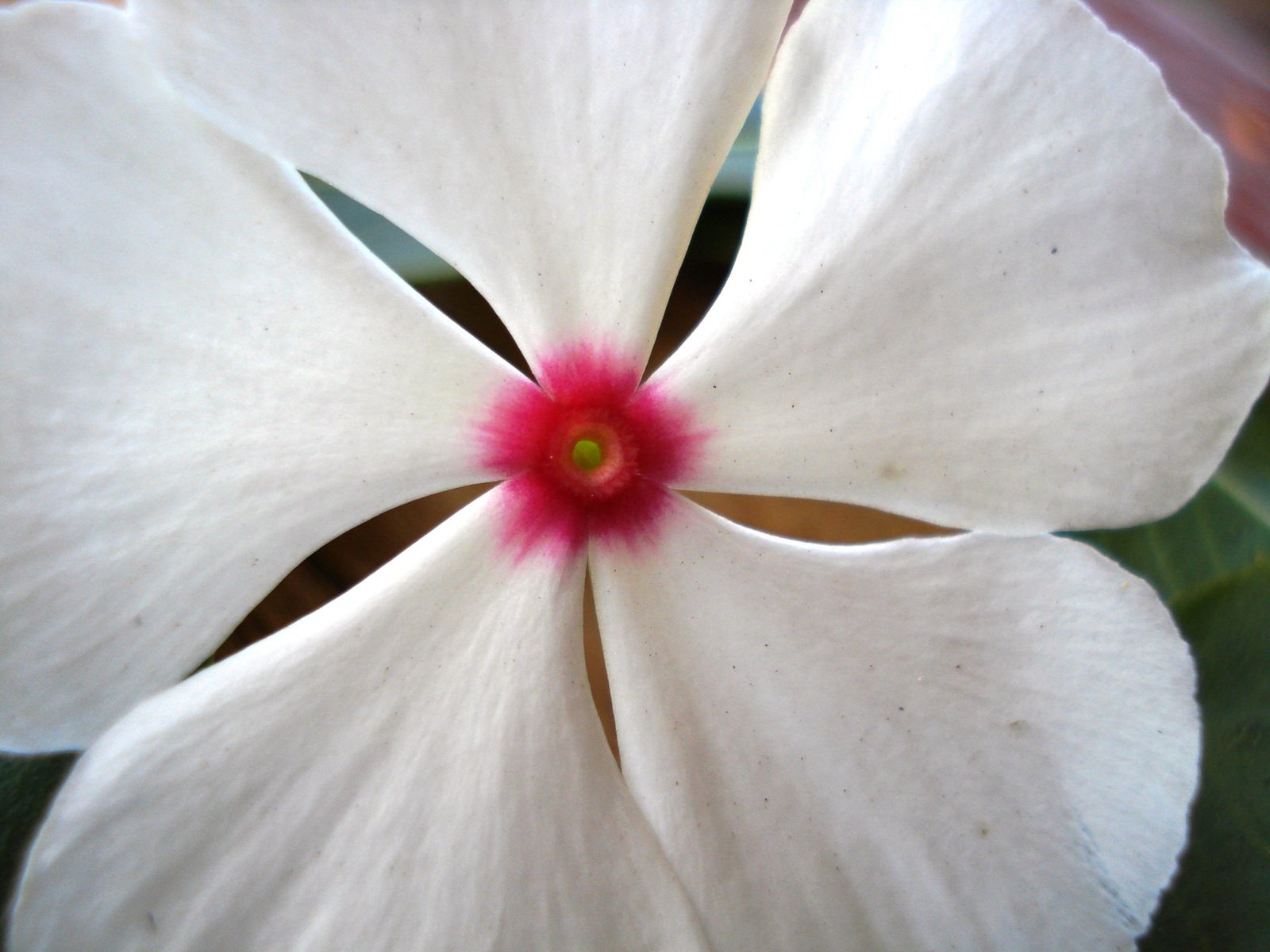 the center piece of this flower is the red point