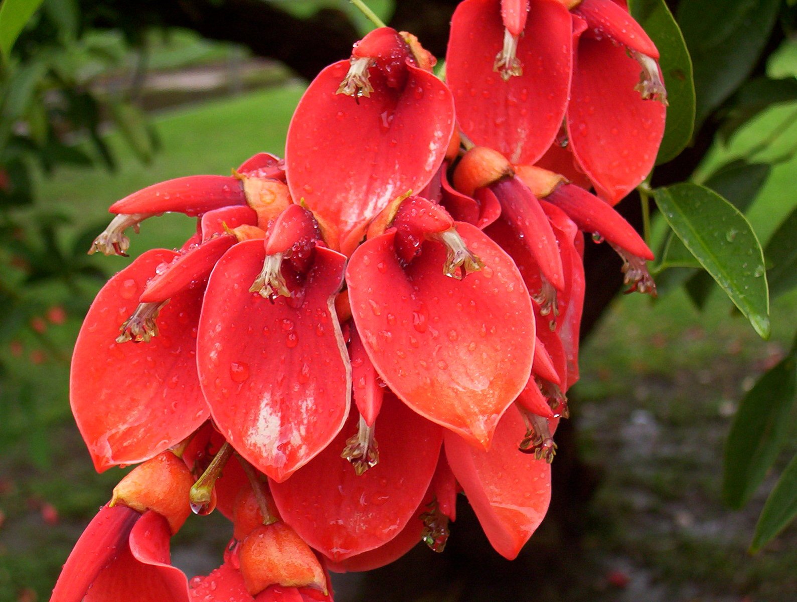 a very big pretty red flower with green leaves