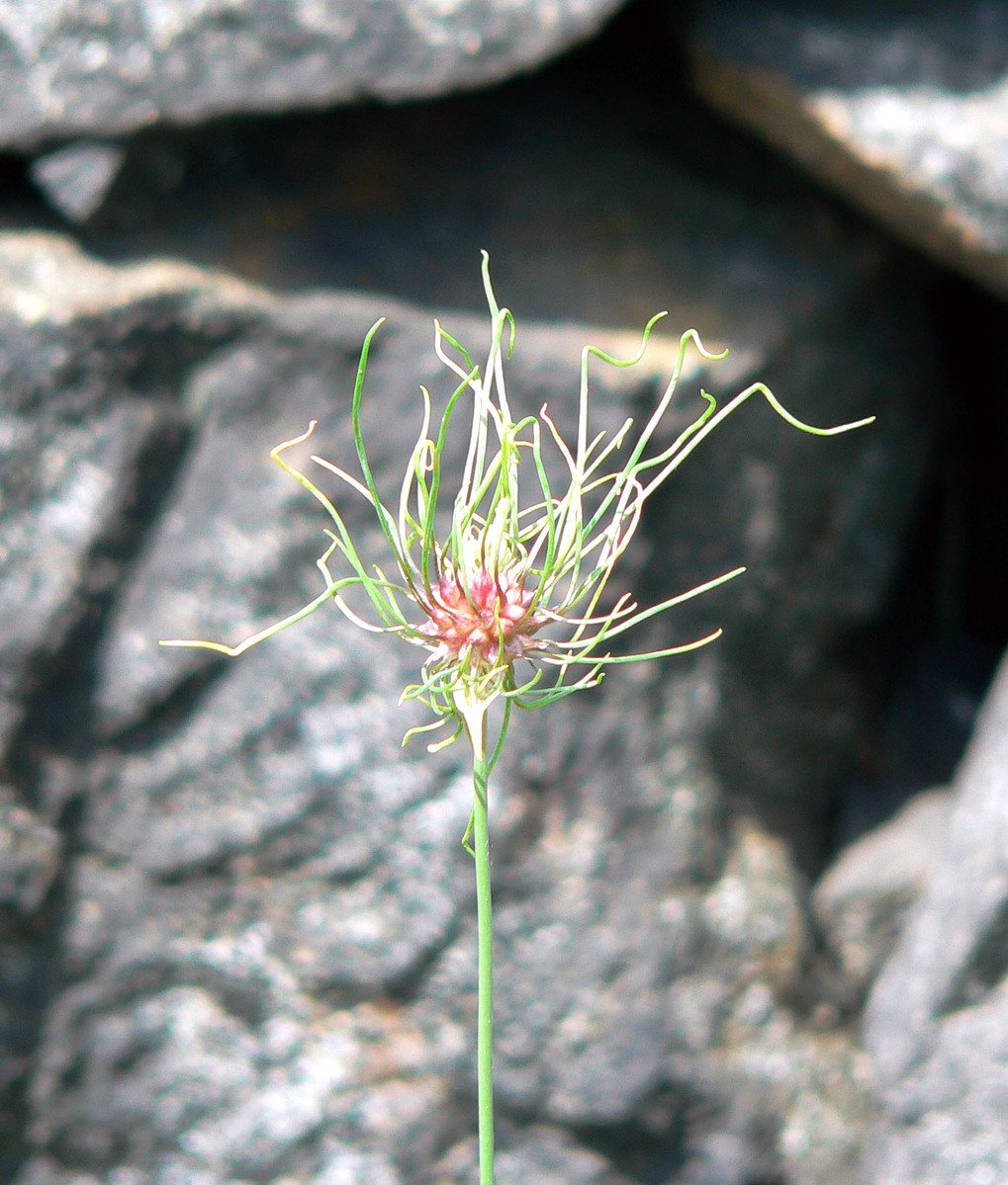 a flower in front of some rocks