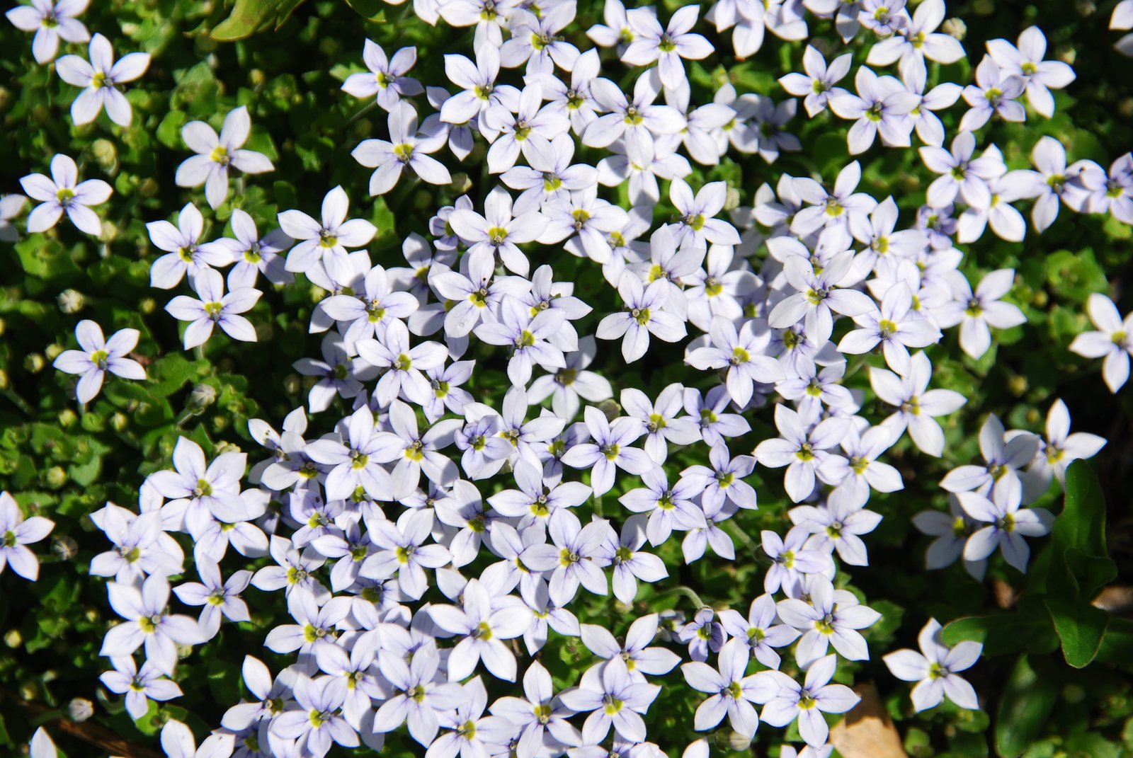 large group of white flowers on green stems