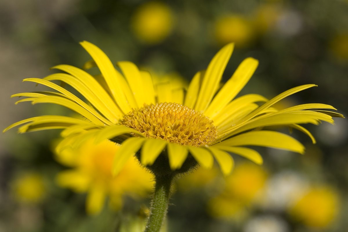 a yellow flower with blurry background in the sun