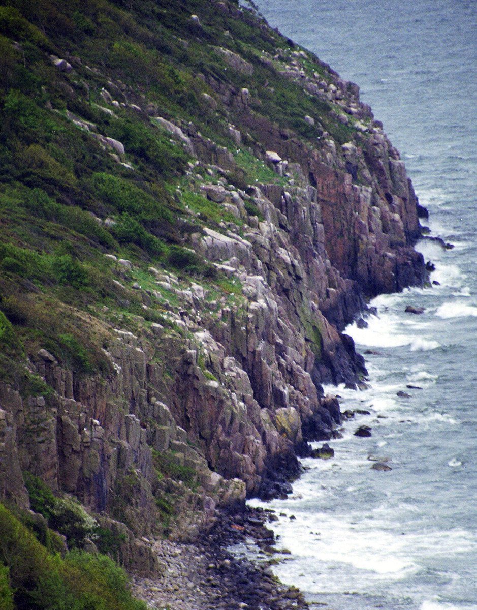 a very large animal next to the water on a steep cliff