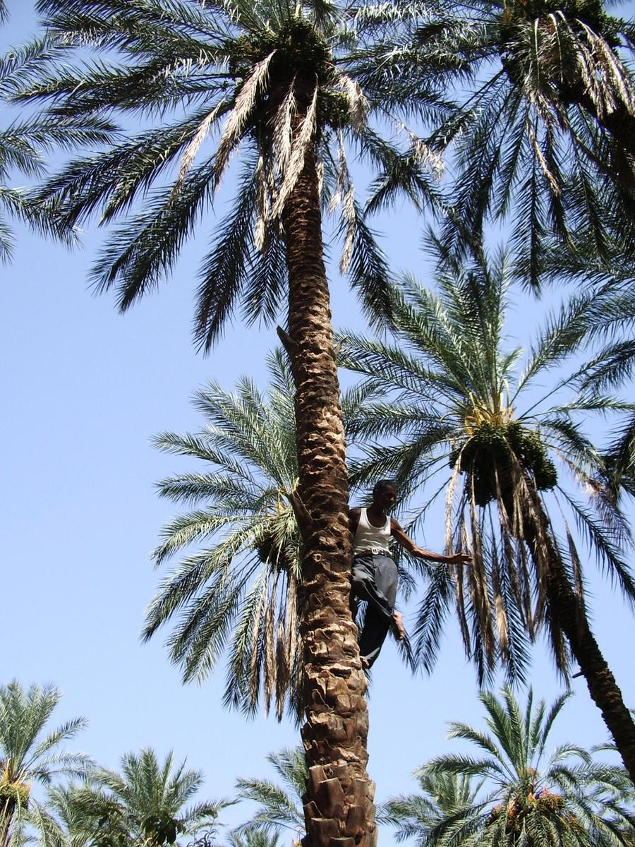 man climbing up palm tree with a harness on