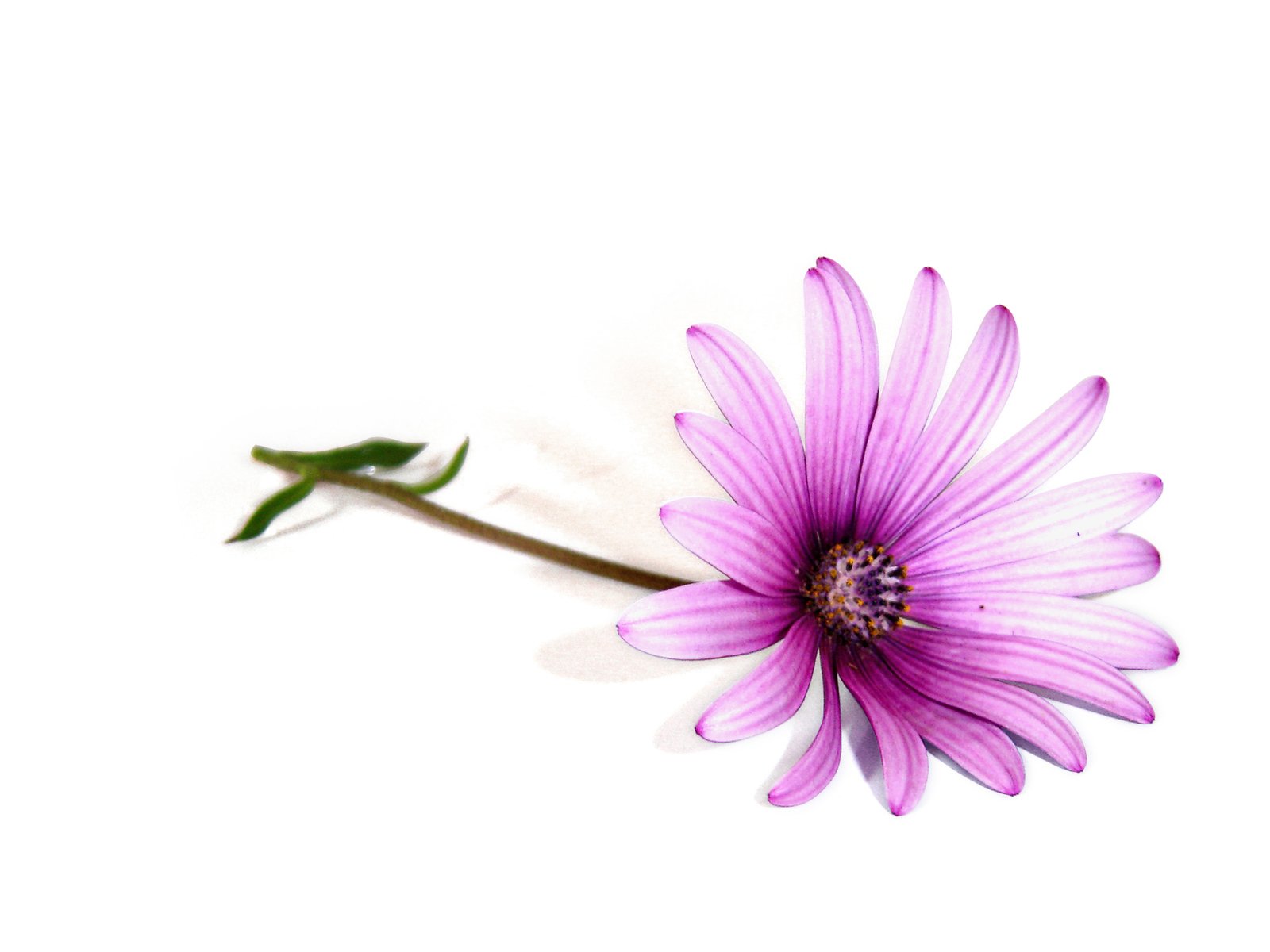 a purple flower sits atop the stem of a green stem