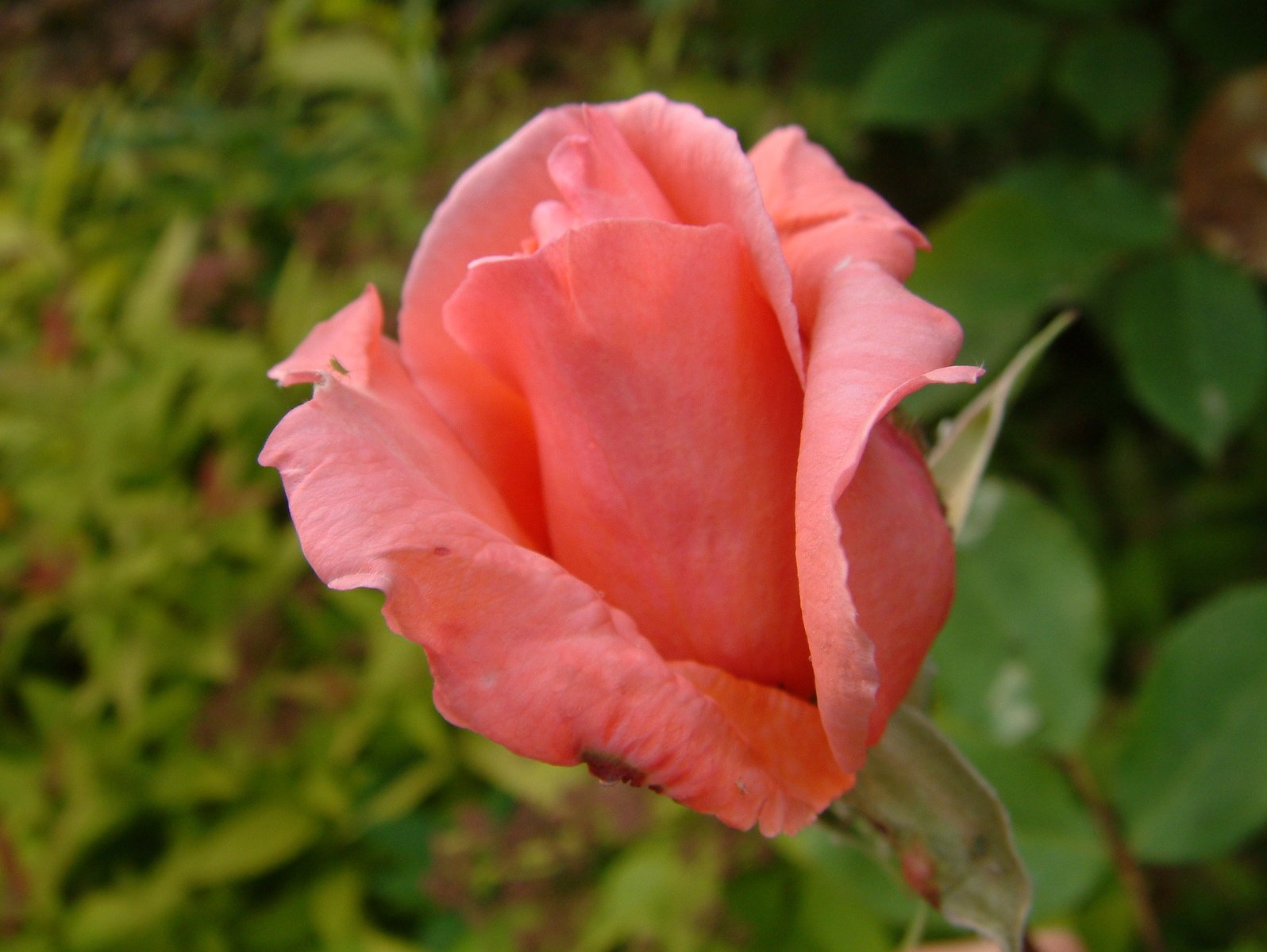 there is a pink rose blossom in bloom