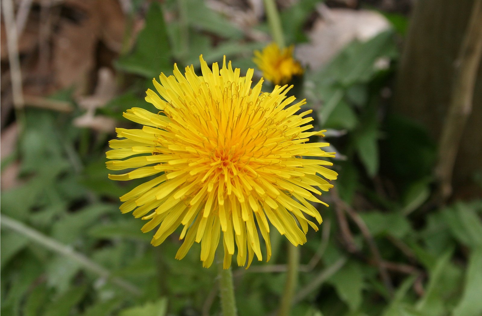 yellow flower with green leaf in background and leaves surrounding it