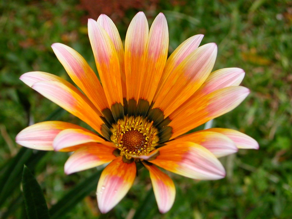 an orange and yellow flower with many leaves