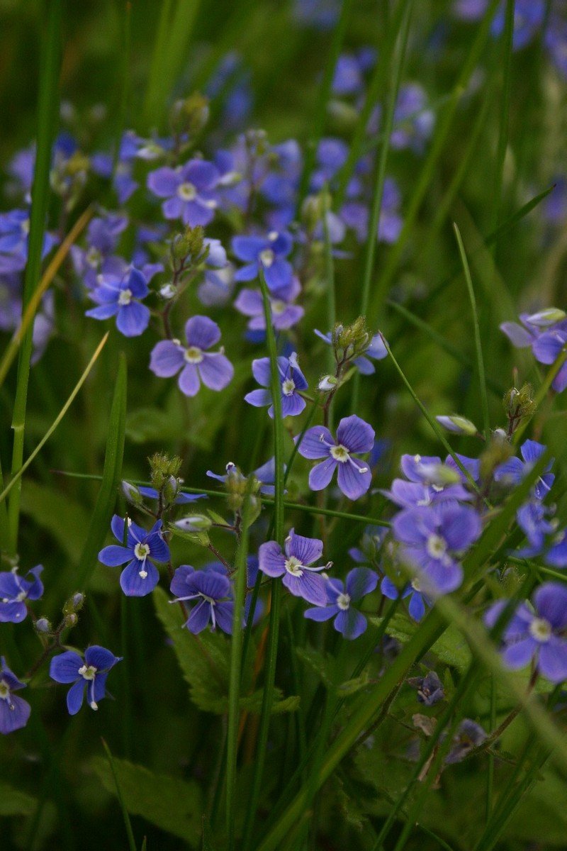 the flowers on the grass are blue in color