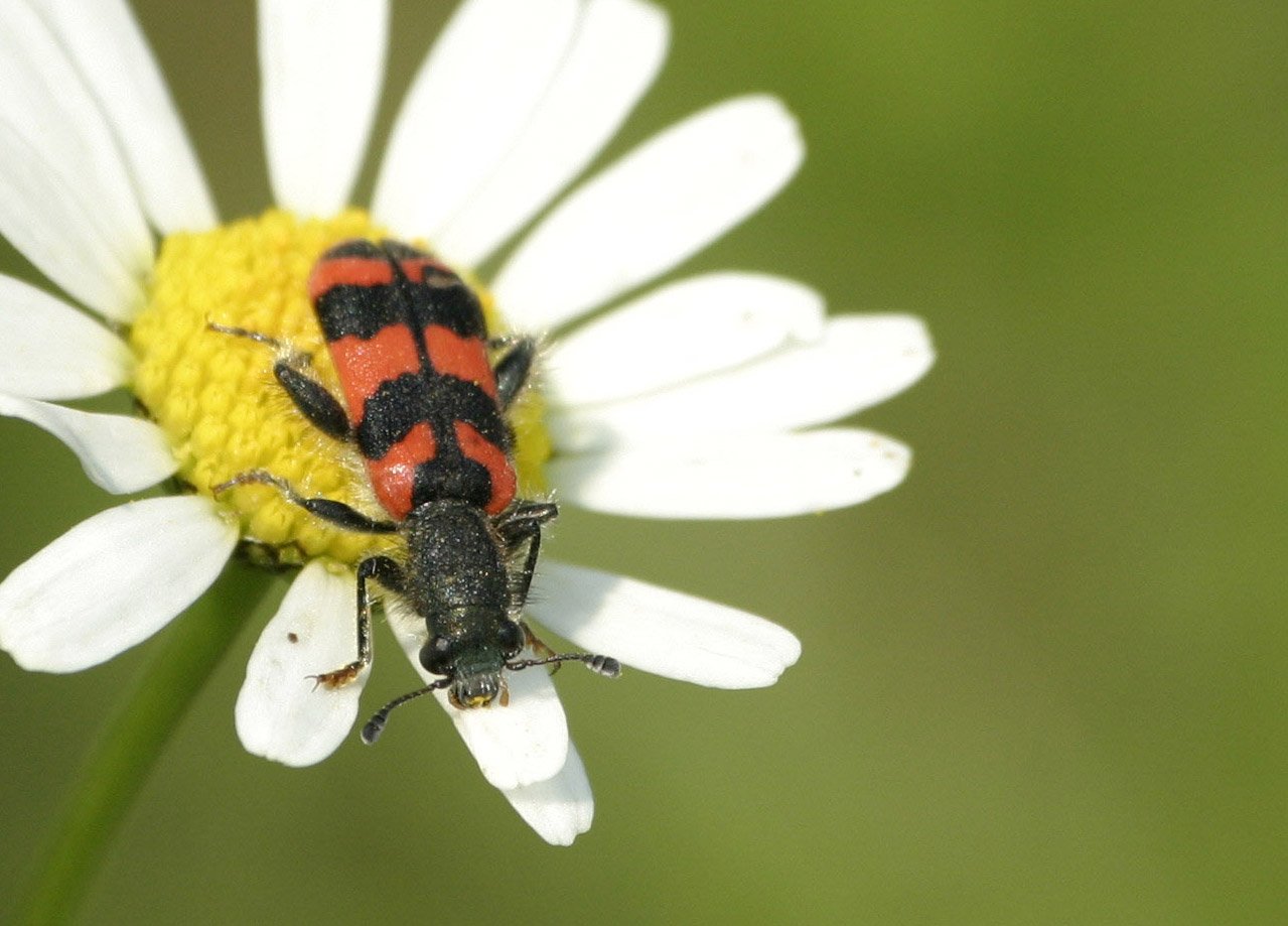 a red and black bug resting on a white daisy