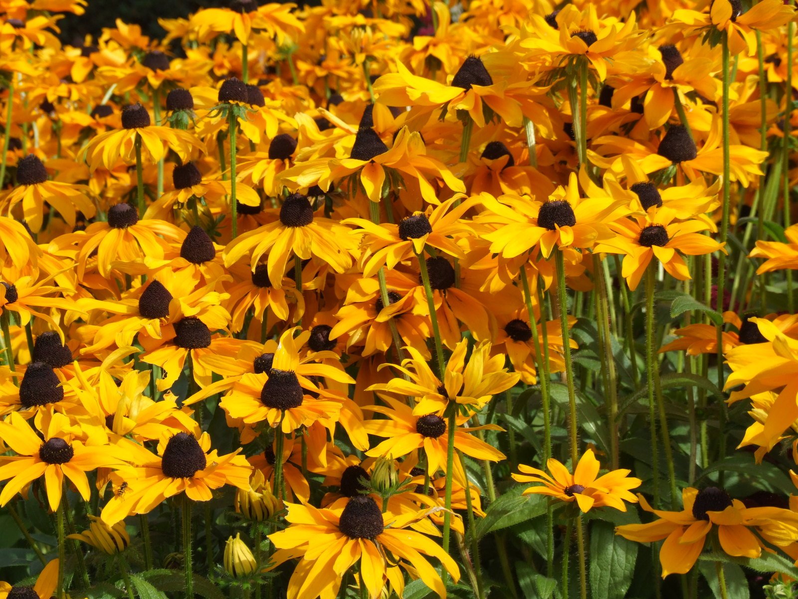 yellow flowers with black centers growing in a field