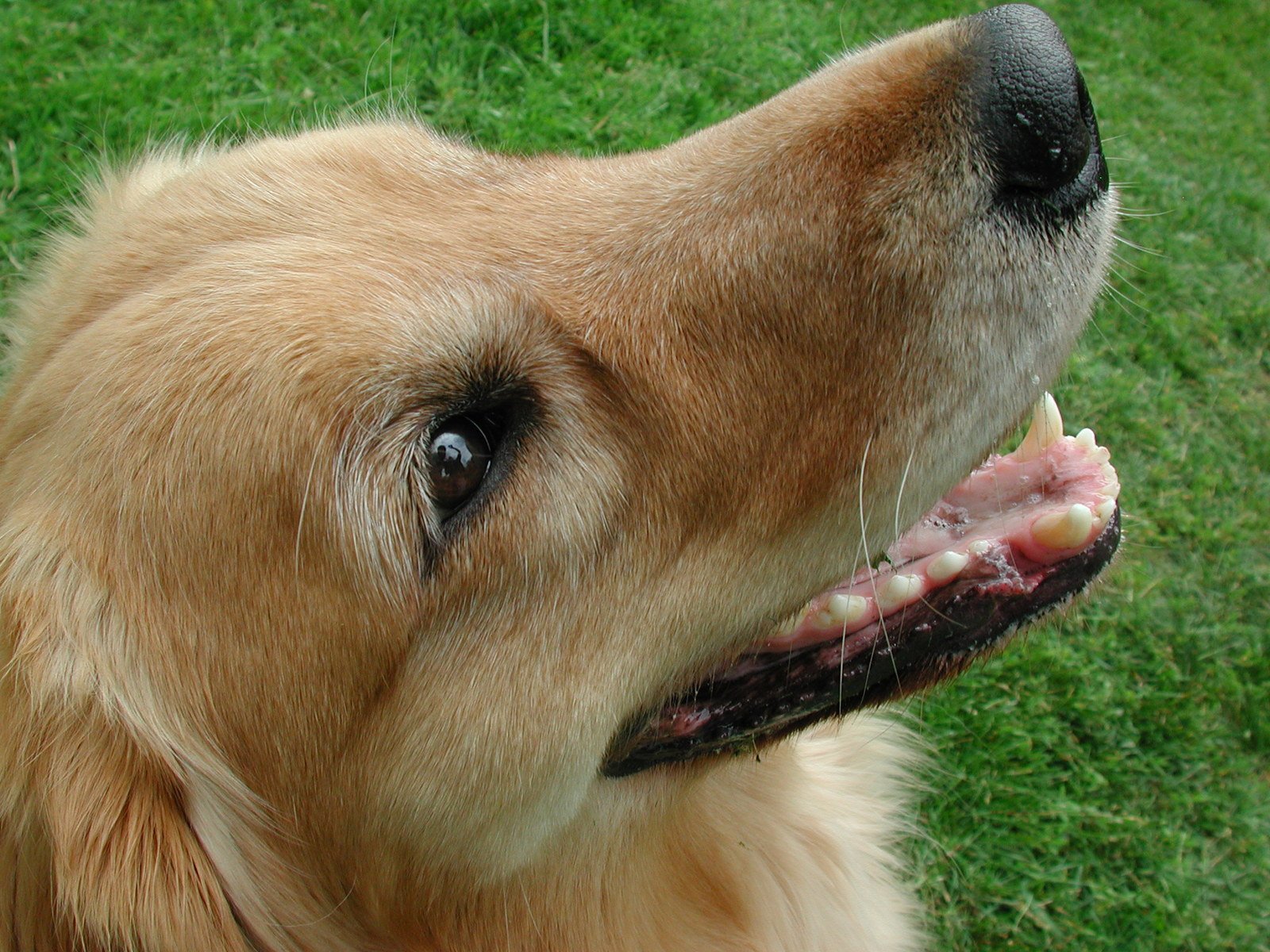 a golden retriever has his mouth open wide with a toothy grin