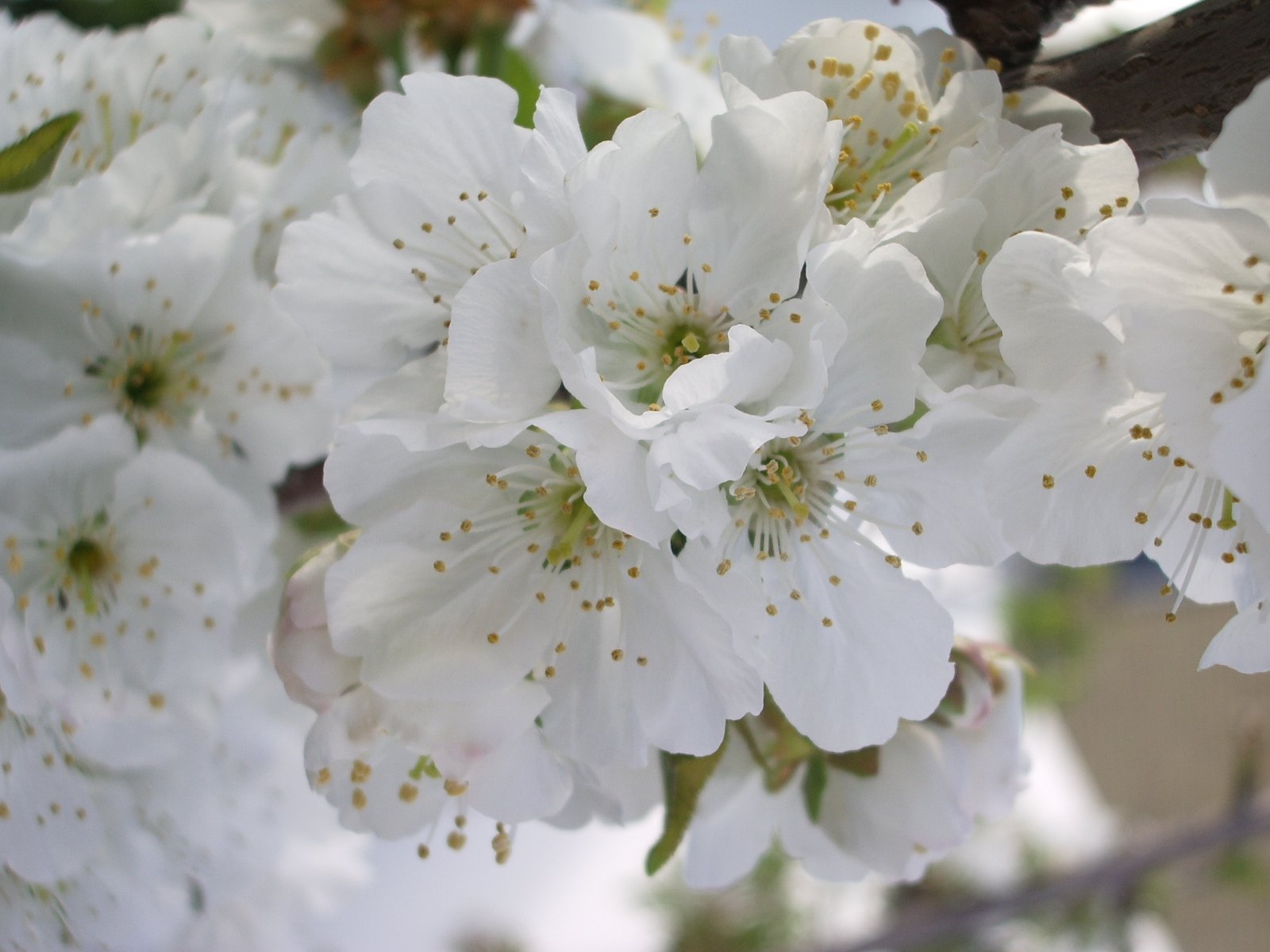 a blossomed apple tree is shown in full bloom