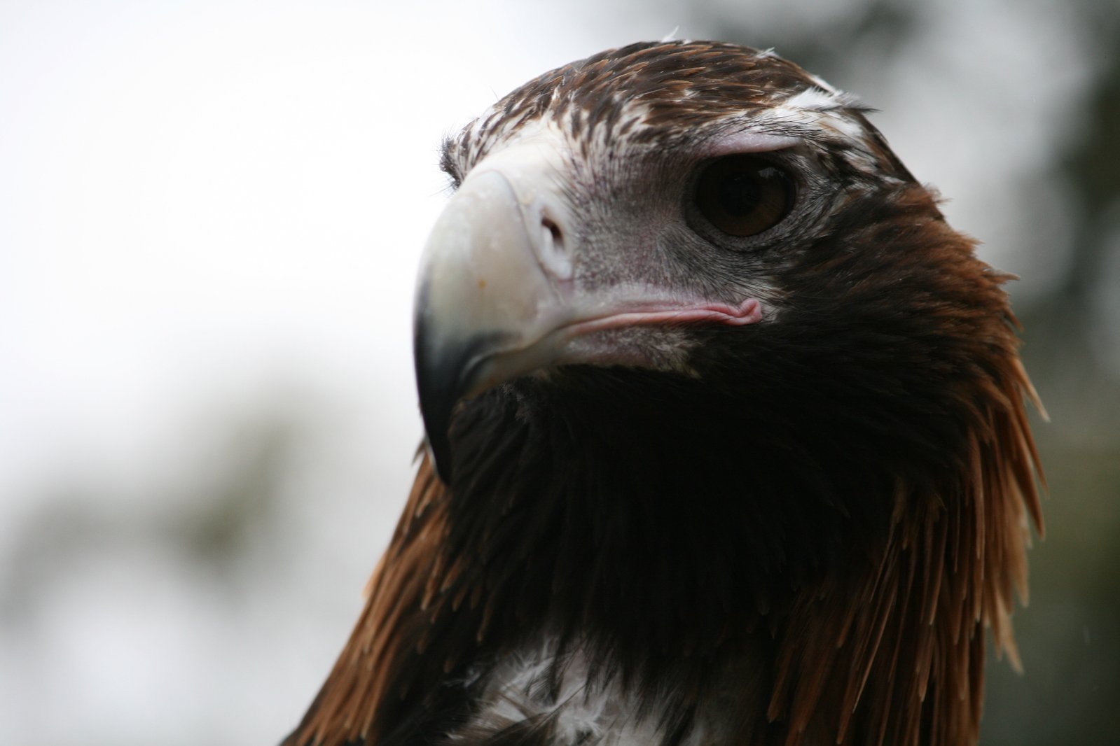 a brown and white bird with a black face