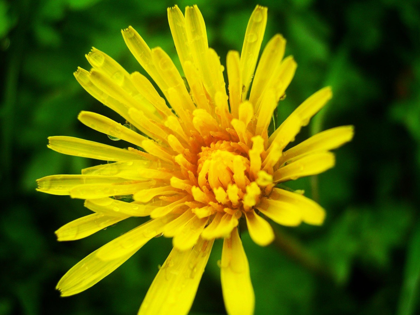 a yellow flower that has not been opened yet