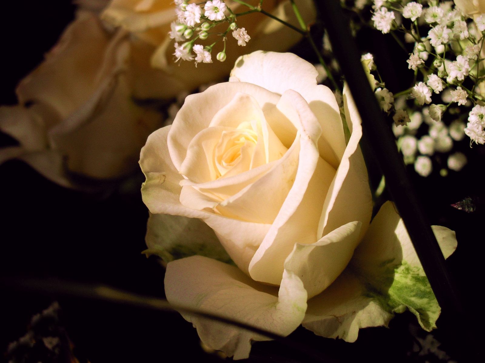 two white roses sitting in front of some small flowers