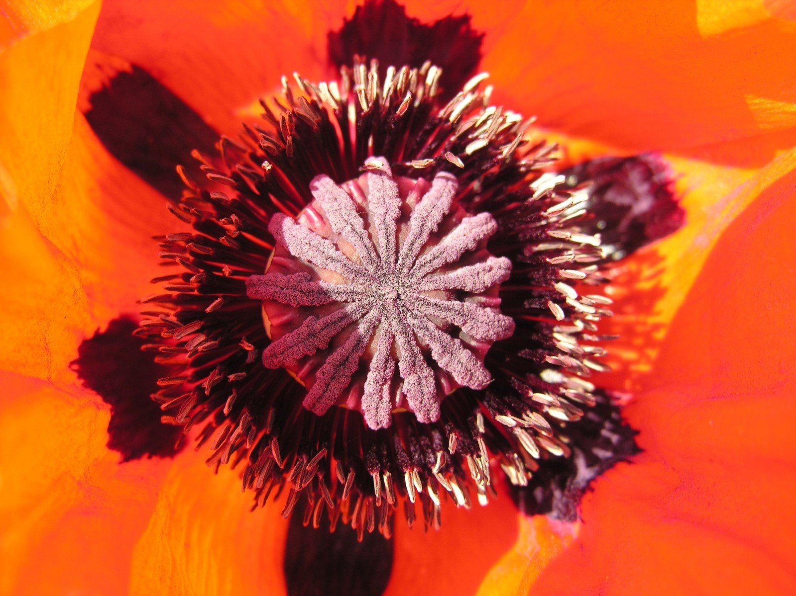 closeup po of a red flower with a yellow background